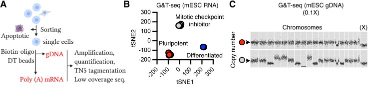 Figure FGF gDNA copy