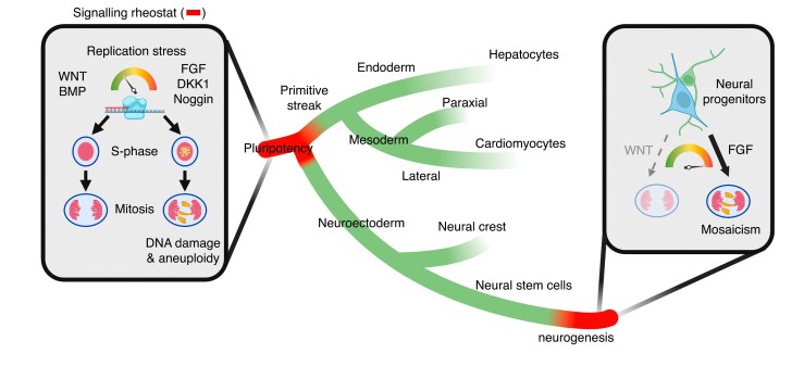 Sogeuero, Hattemer, Acebron Roles of morphogens   in chromosome segregation fidelity during human lineage specification