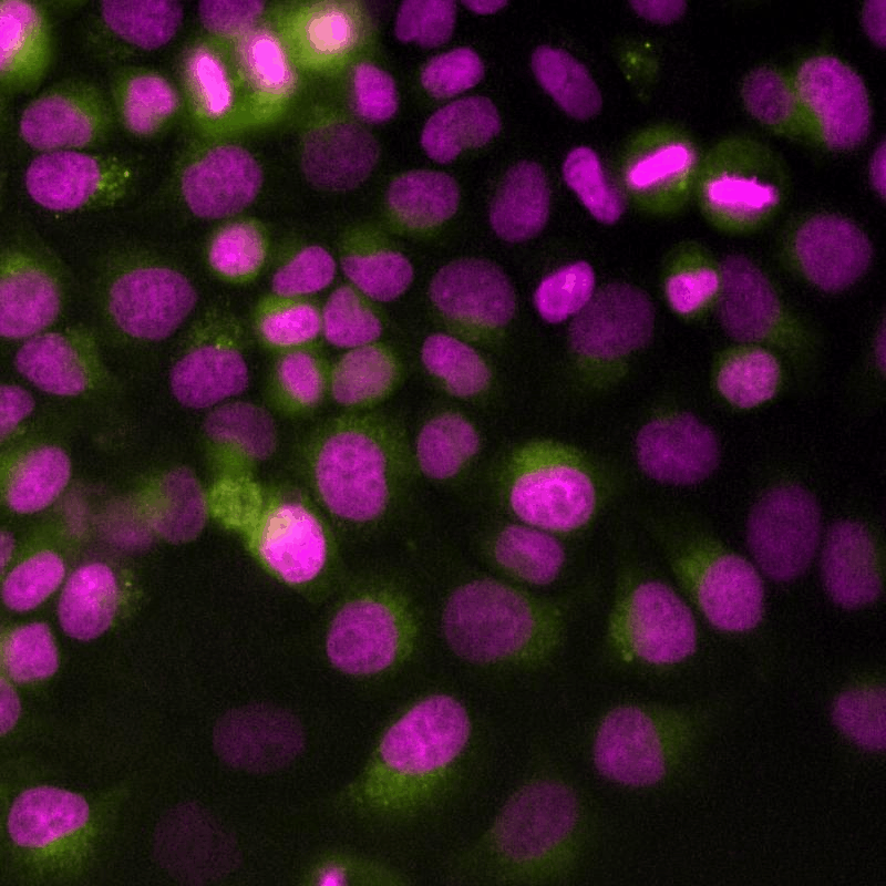 Movie S6 - HeLa biosensor H2BmCherry upon diABZI treatment
